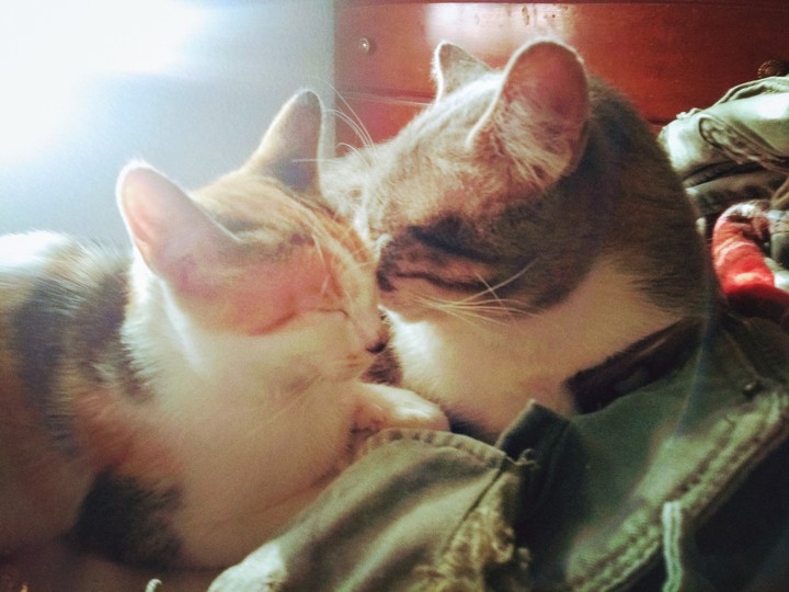 The Lovecats