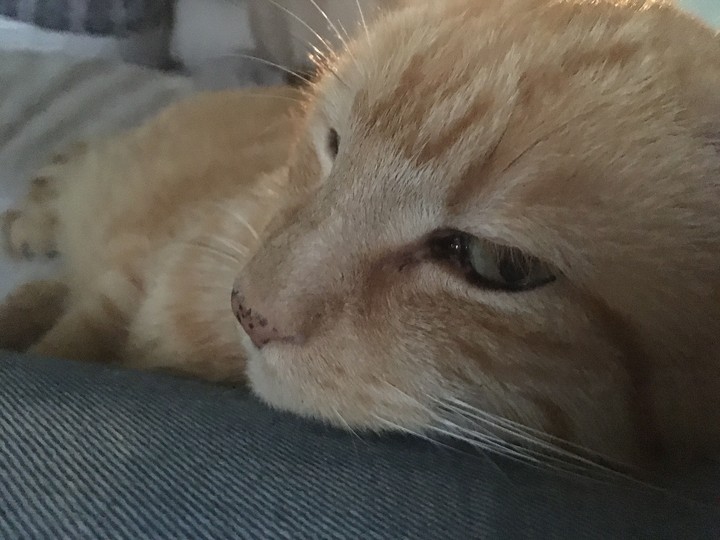Little Tiger