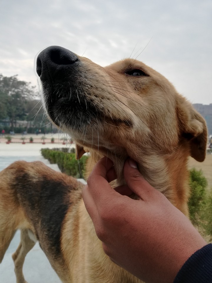 animal love