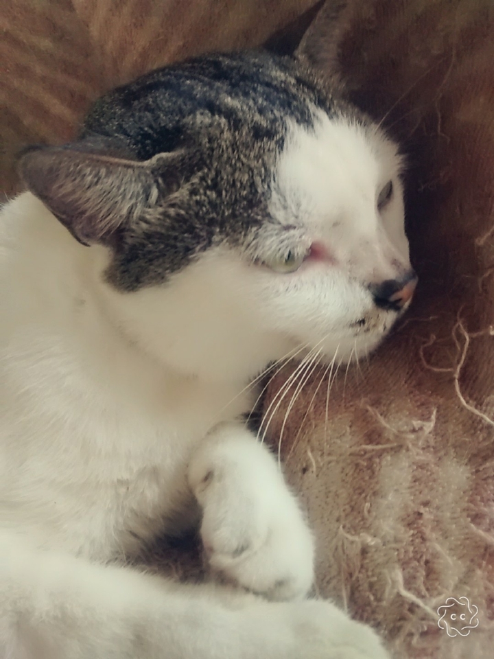 Gato