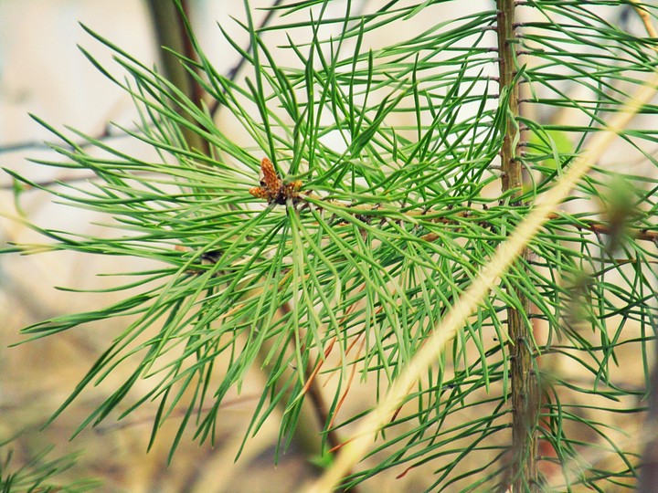 #tree