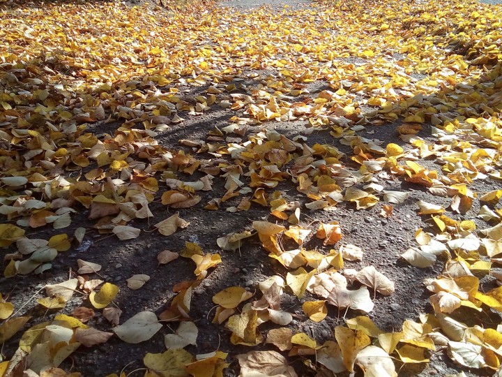 gold walk
