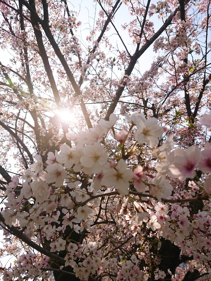桜