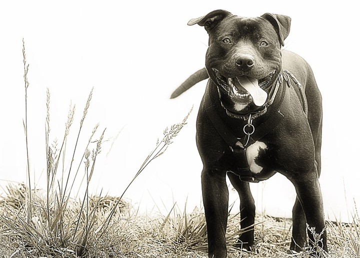 Best fighter dog