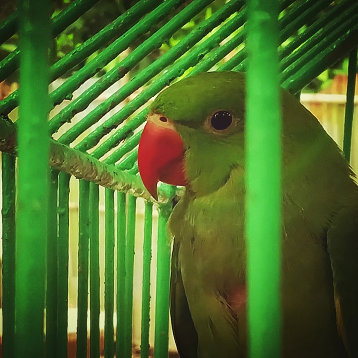 bird