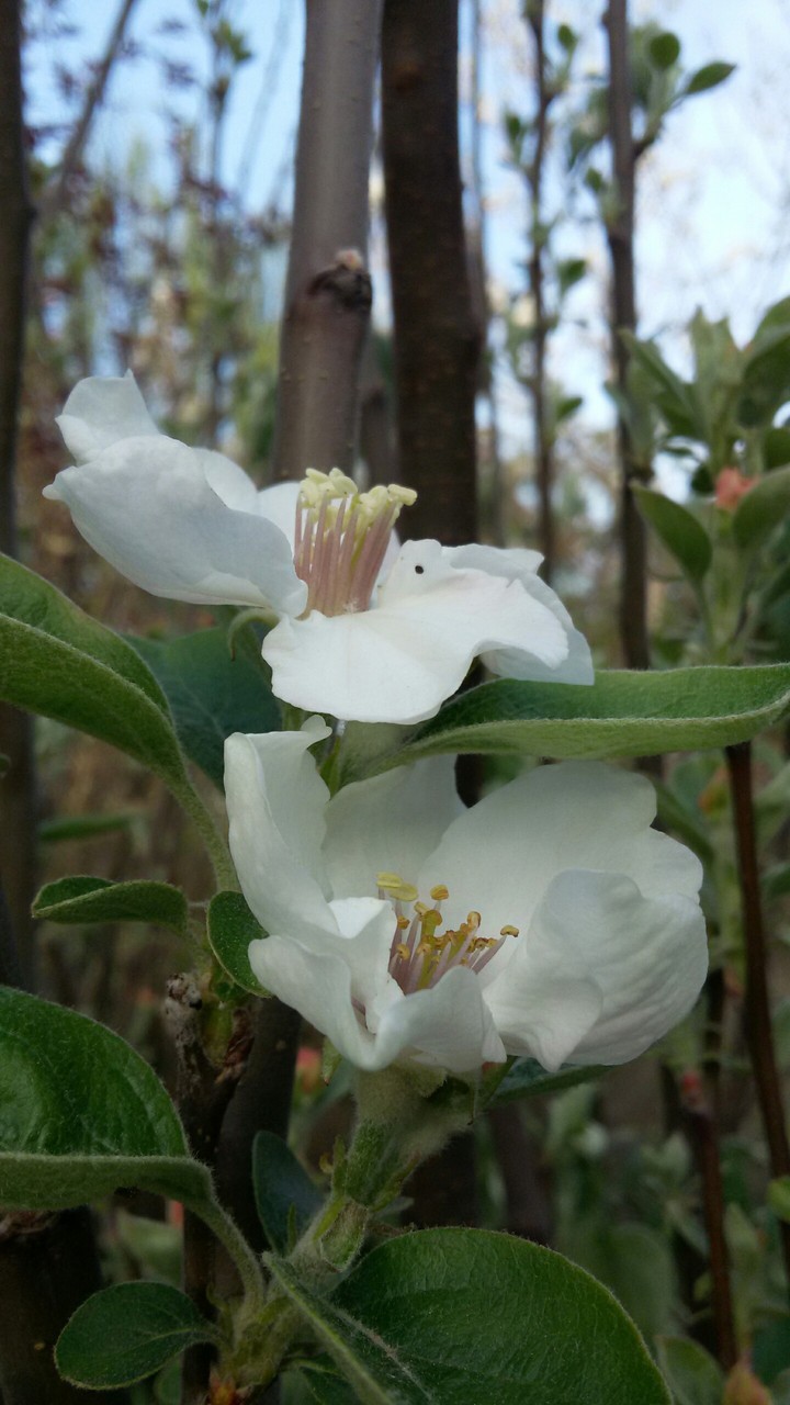flowers white