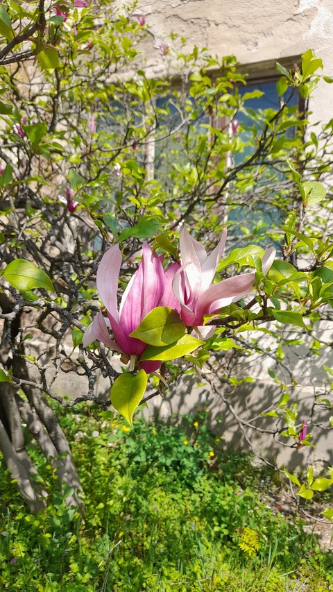 шпалери spring, Blossom