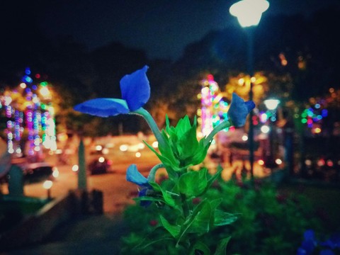 Flowers # Night lights