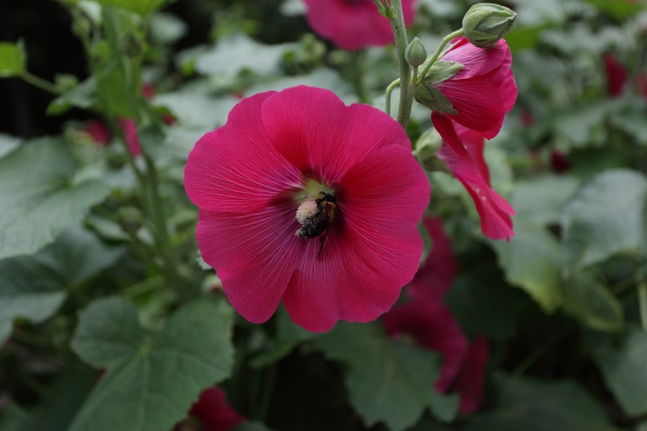 Plant