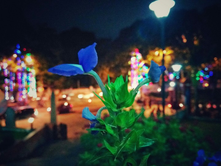 Flowers # Night lights