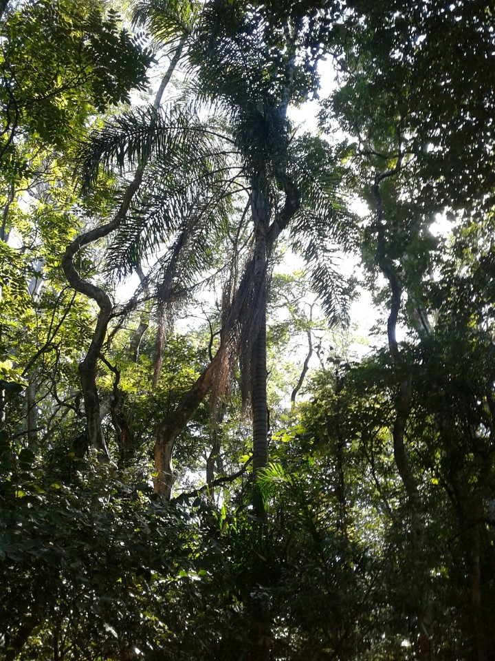 pureza