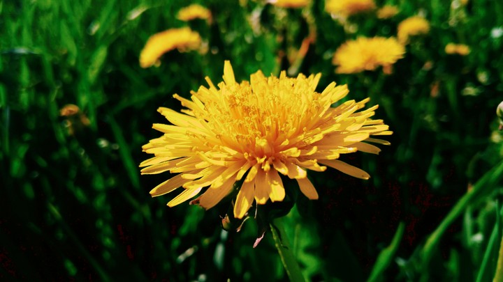 Summer Flower