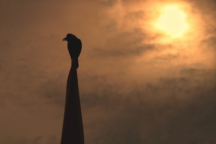 Silhouette Crow