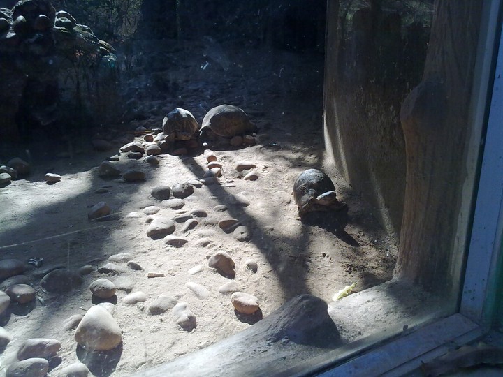Small Tortoises....