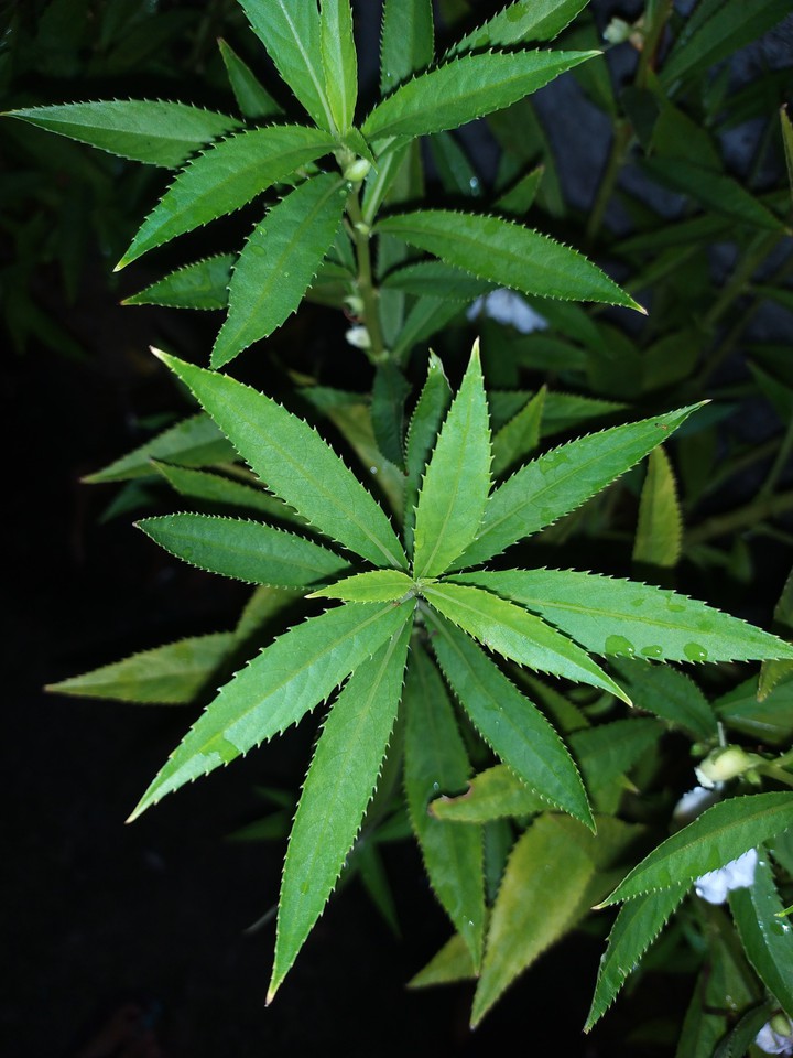 leaves