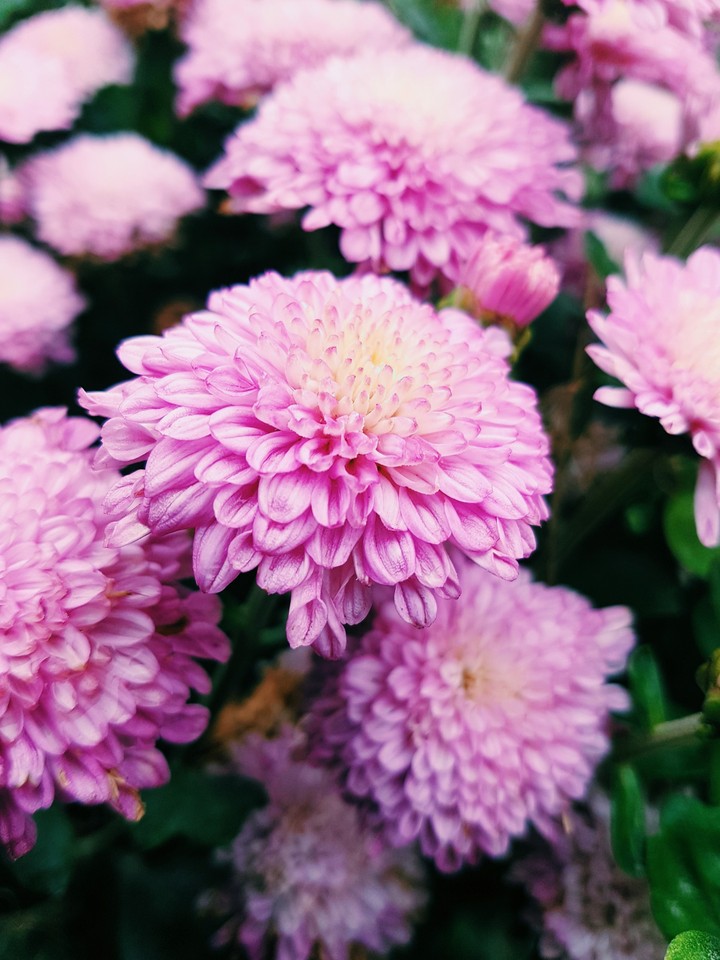 Fall chrysanthemums
