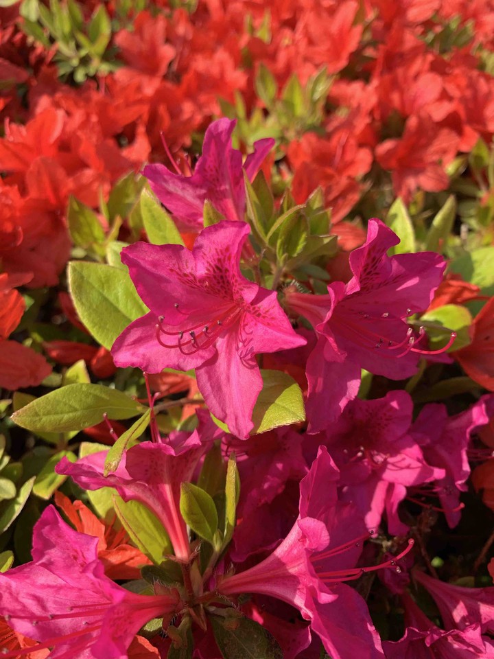 colorful flowers❤️