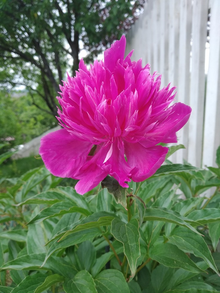 Beautiful pink peony