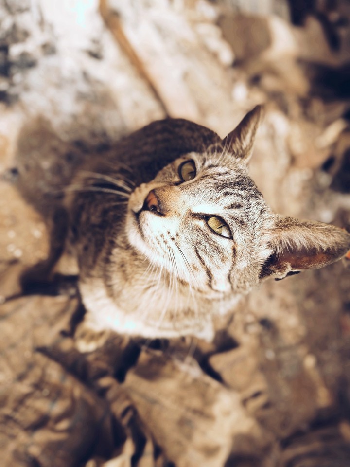 car lovers