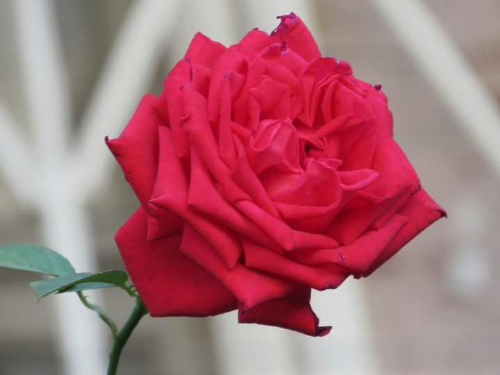 Rose⚘