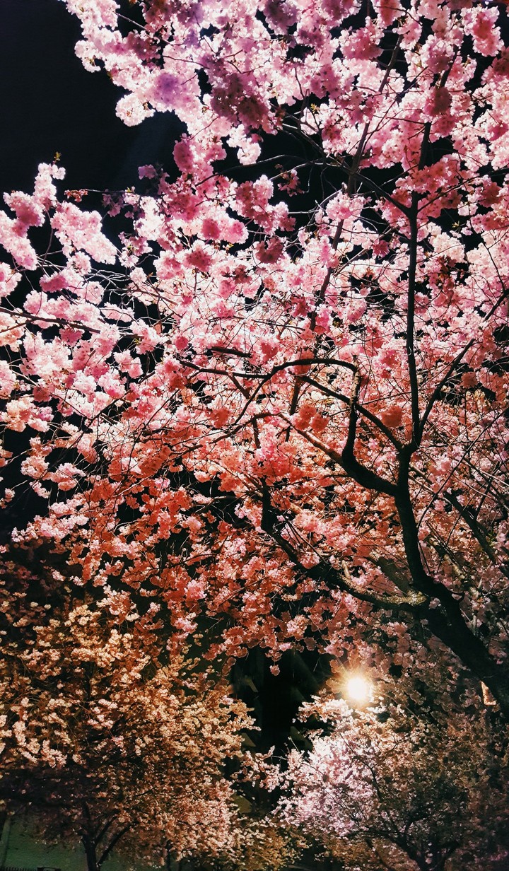 heart in cherryblossom