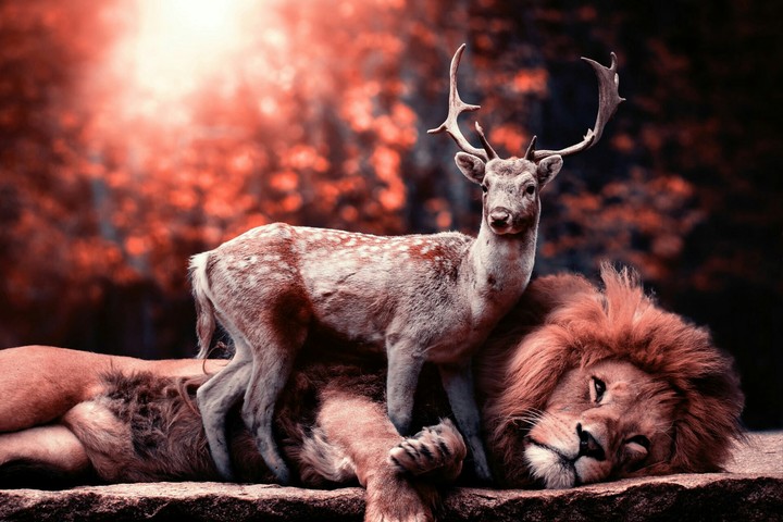 jungle friends