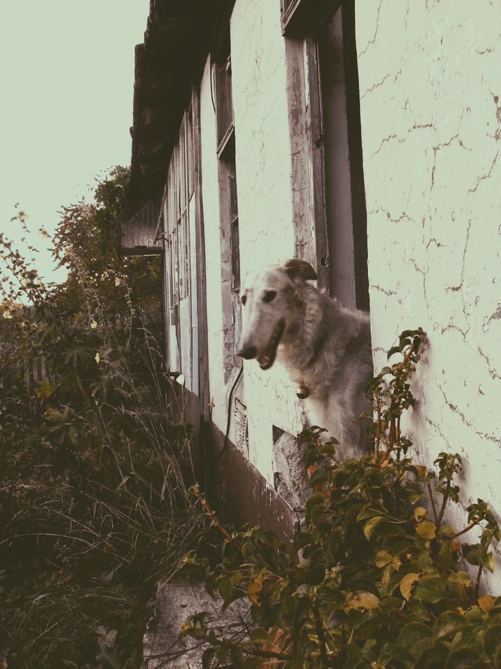 dog