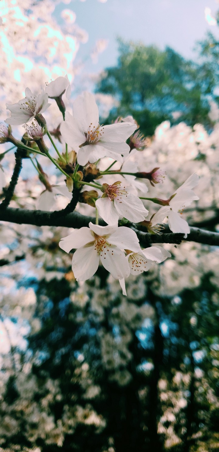 Spring