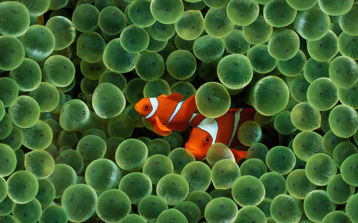 nemo