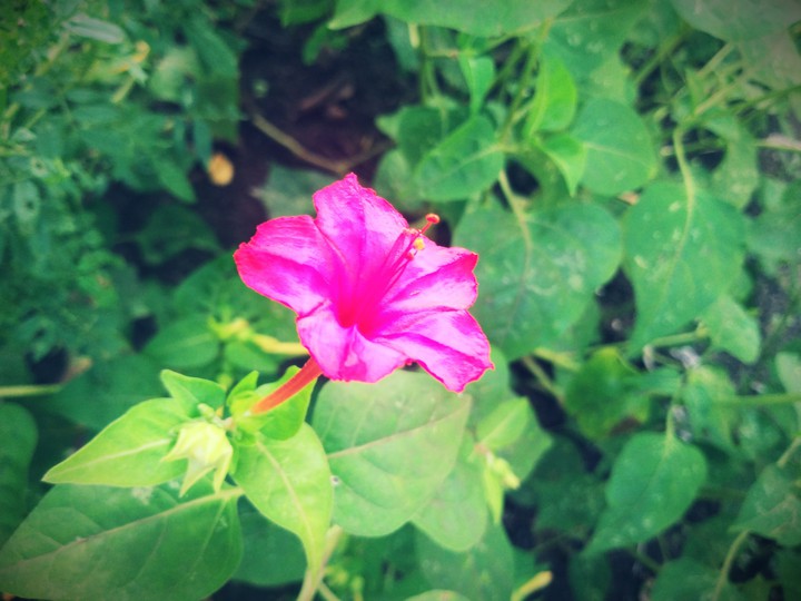 nature
