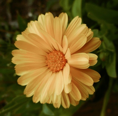 Sunny flower