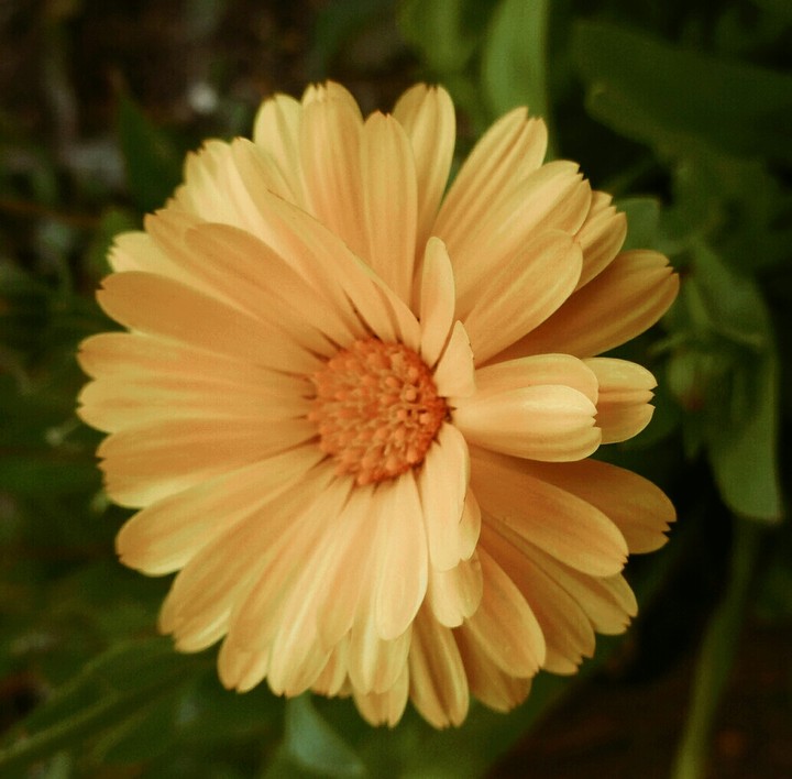 Sunny flower