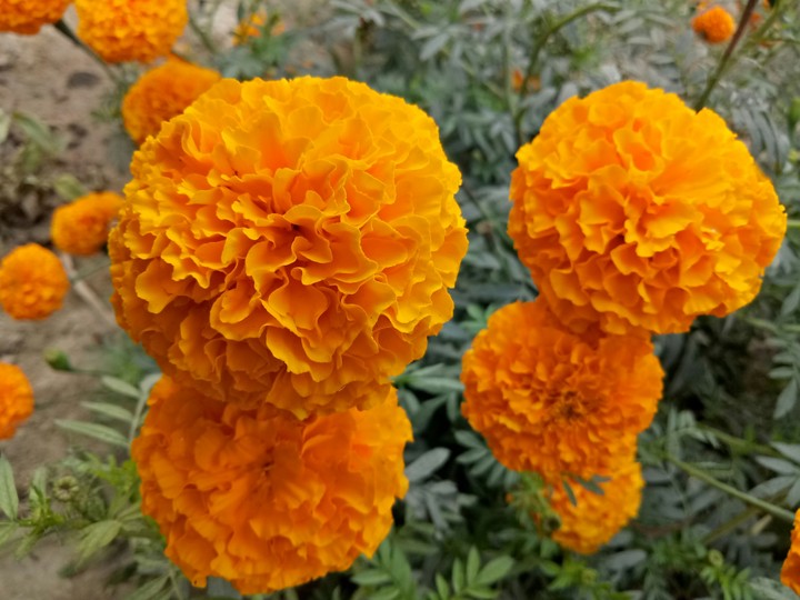 marigolds.........