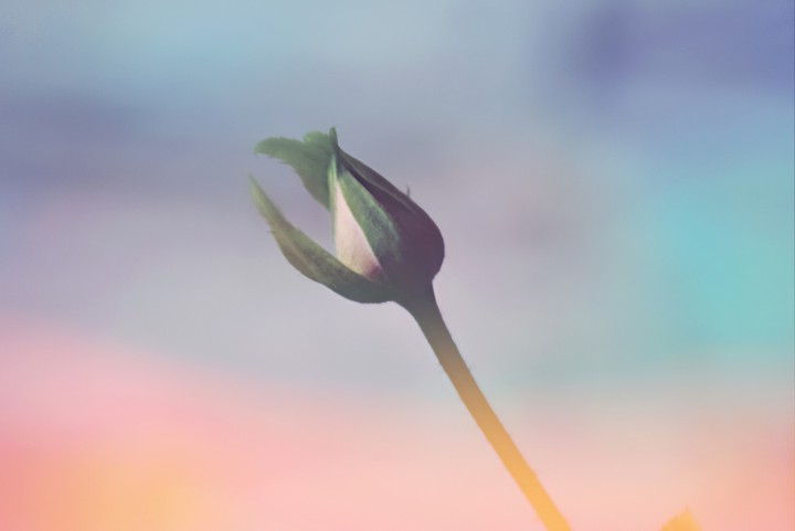 rose-my click-