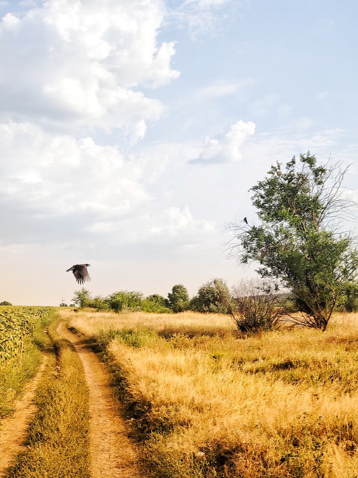 Crow in the field