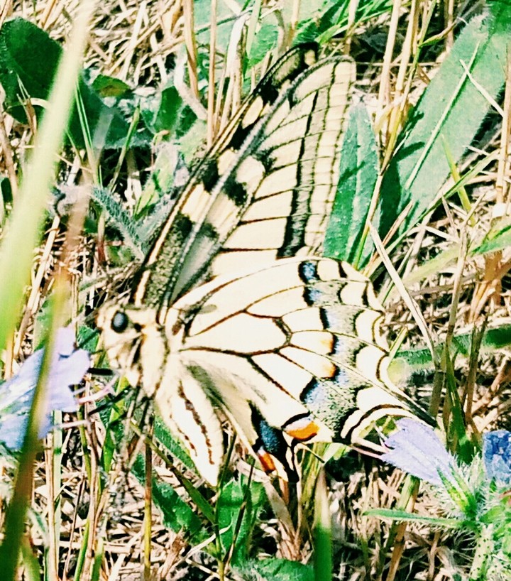 Butterfly