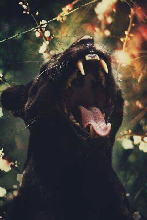 black panther