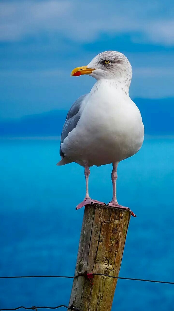 beautiful bird