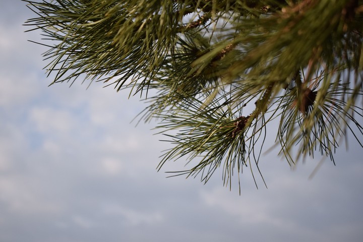 tree sky