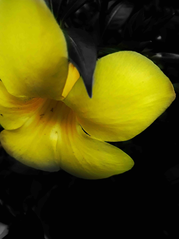 flowers name??