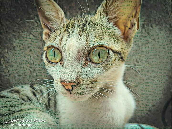 The reading cat