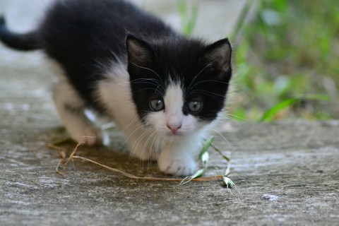 piccolo gatto