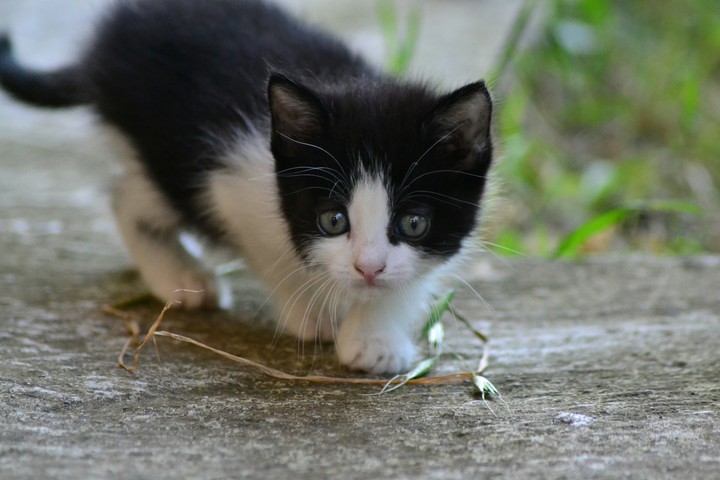piccolo gatto