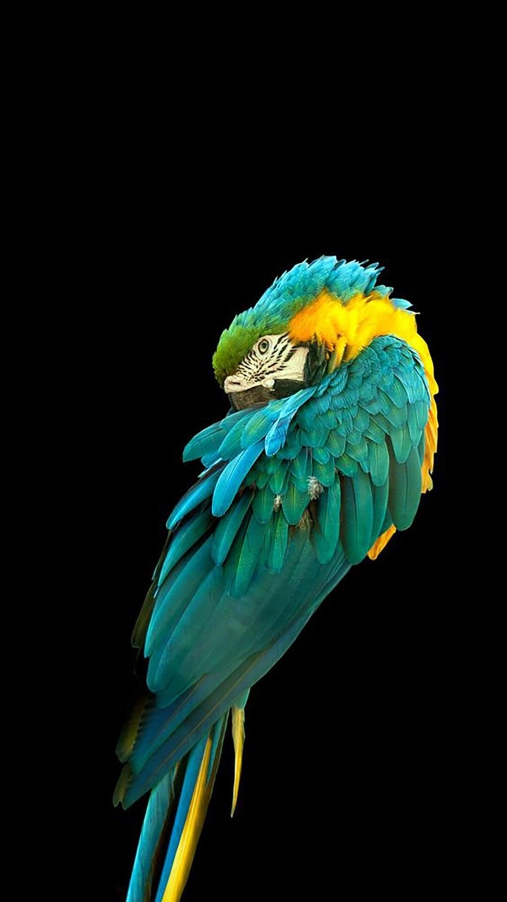 #parrot