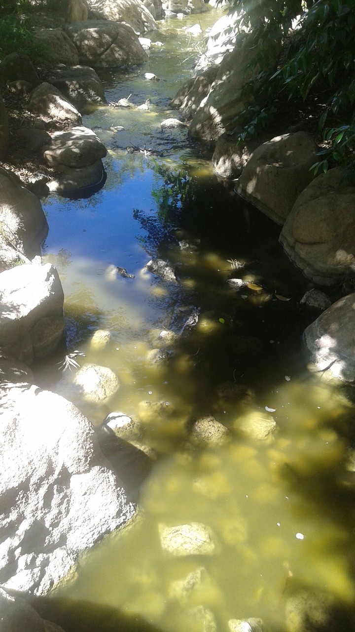 Pond
