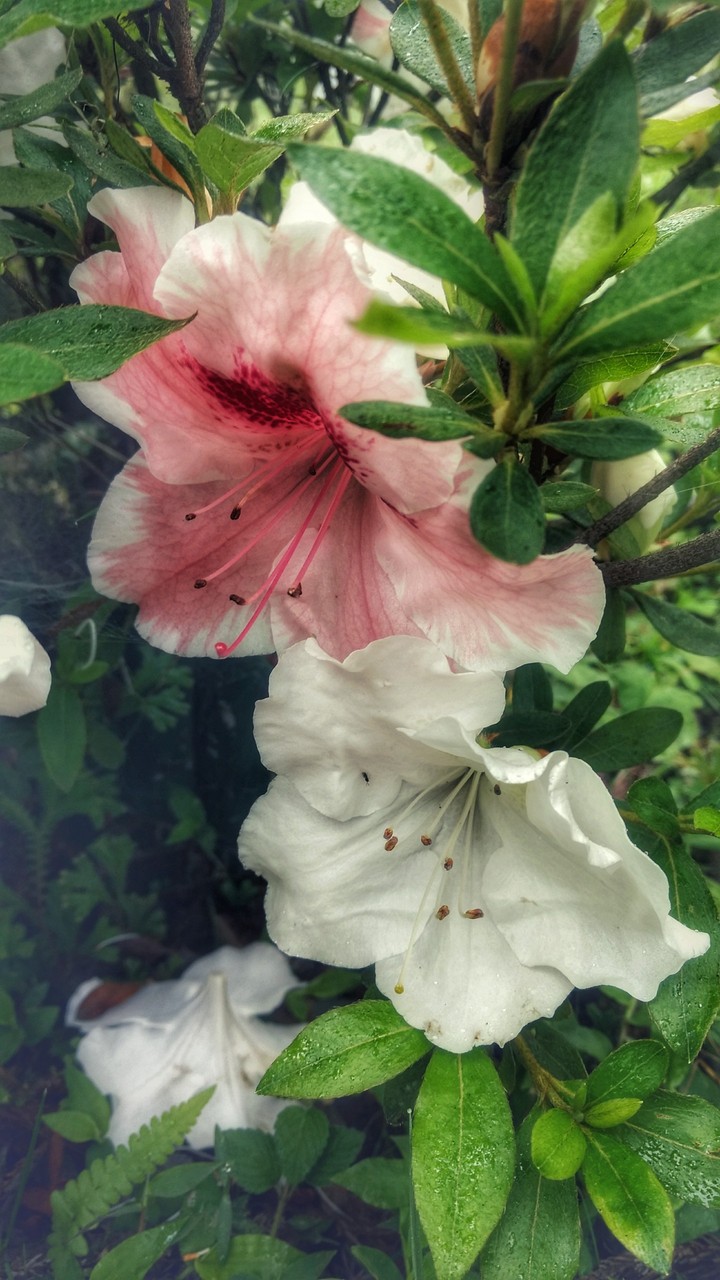 hilly lily