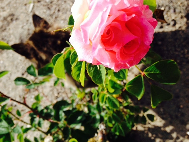 Kitten and A Rose
