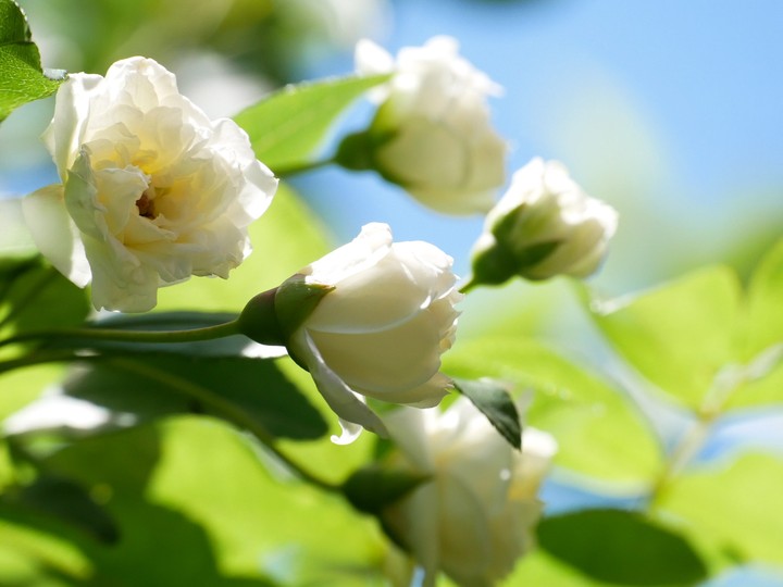 flower