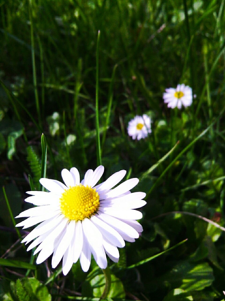 daisies