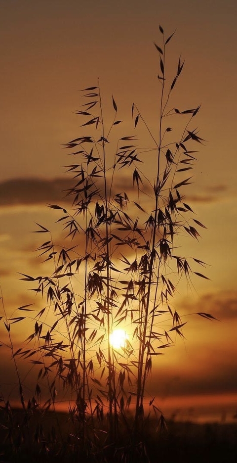 sunrise, twig wallpapers